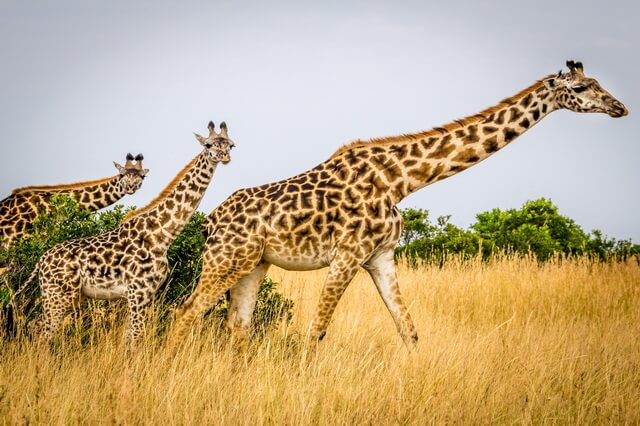 Виды жирафов - фото, названия, описание