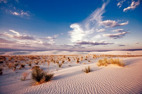 Уникальная флора и фауна пустыни Белые пески в США
