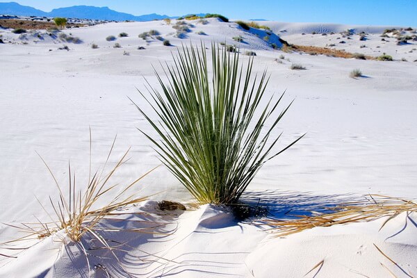 Растения Фарфоровой пустыни - Юкка высокая