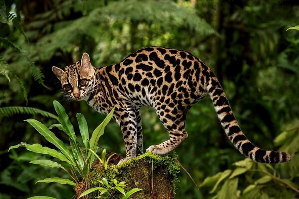 Дикие кошки Южной Америки с фото и описанием - Длиннохвостая кошка (маргай)