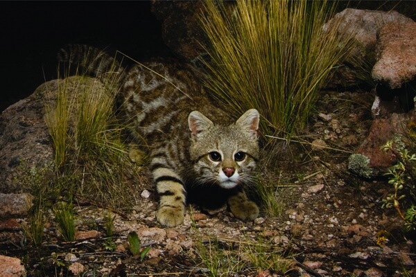 Дикие кошки Южной Америки с фото и описанием - Пампасская кошка (колоколо)