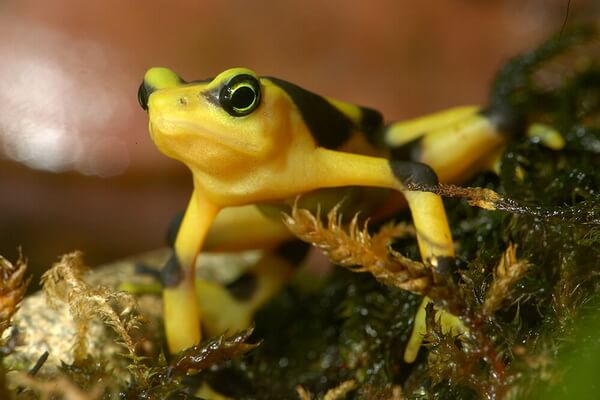 Жёлтые животные - Панамская золотая лягушка