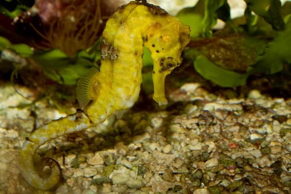 Животные жёлтого цвета - Пятнистый или жёлтый морской конёк