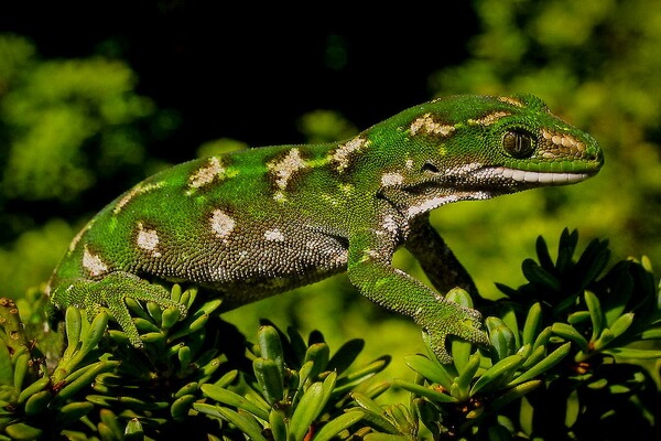 Ящерицы зелёного цвета с фото и описанием - Новозеландский зелёный геккон