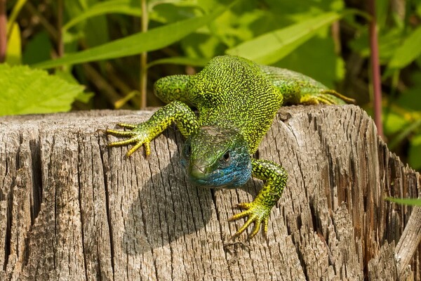 Ящерицы зелёного цвета с фото и описанием - Глазчатая или жемчужная ящерица 