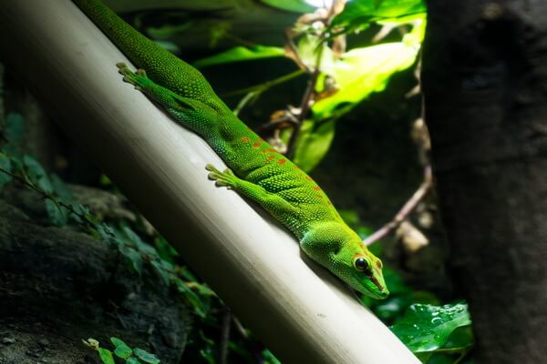 Ящерицы зелёного цвета с фото и описанием - Большой мадагаскарский геккон