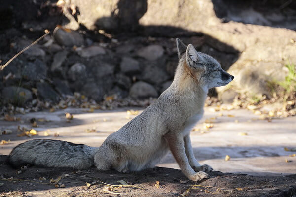 Животный мир Алтая - Степная лисица (корсак)