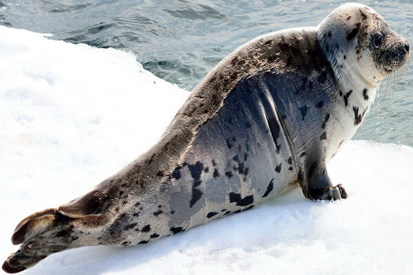 Животные Белого моря с фото и описанием - Гренландский тюлень