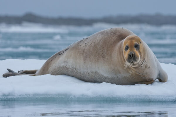 Животные Белого моря с фото и описанием - Морской заяц (лахтак)