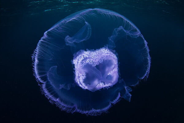 Животные Белого моря с фото и описанием - Ушастая медуза (аурелия)