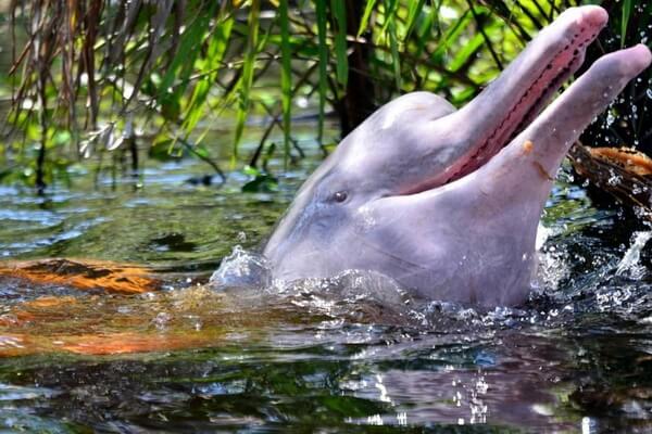 Животные Боливии с фото и описанием - Амазонский дельфин (иния)