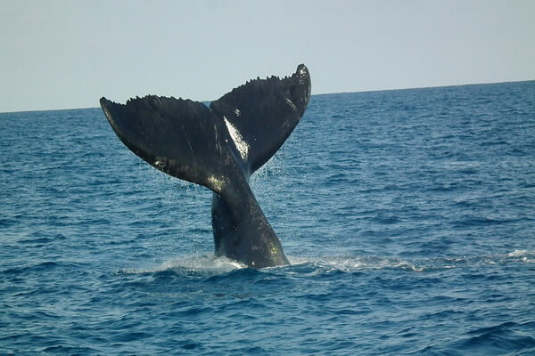 Животные и птицы Чили с фото и названиями - Горбатые киты