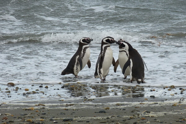 Животные и птицы Чили с фото и названиями - Пингвины