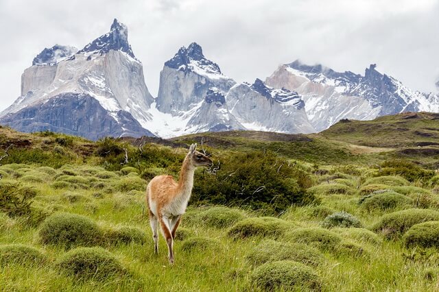 Животные Чили - фото, названия, описание