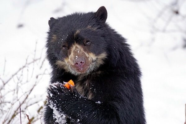Животные Эквадора с фото и описанием - Очковый или андский медведь