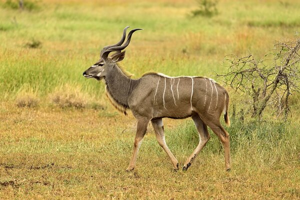 Животные-эндемики Африки с фото и описанием - Большой куду или антилопа куду