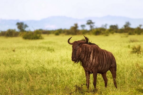 Животные-эндемики Африки с фото и описанием - Гну