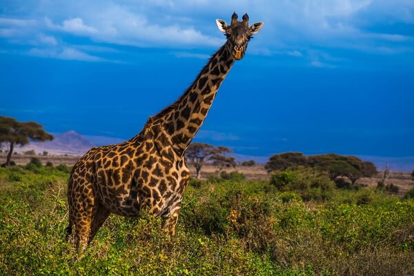 Животные-эндемики Африки с фото и описанием - Жираф