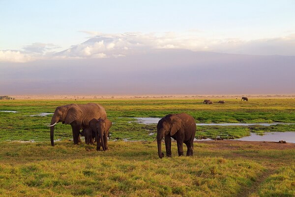 Животные-эндемики Африки с фото и описанием - Африканский слон