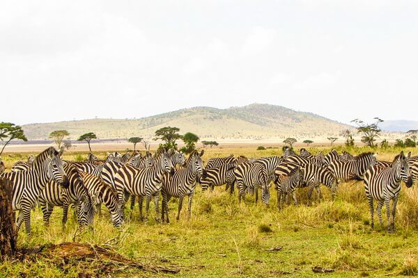 Животные-эндемики Африки с фото и описанием - Зебры