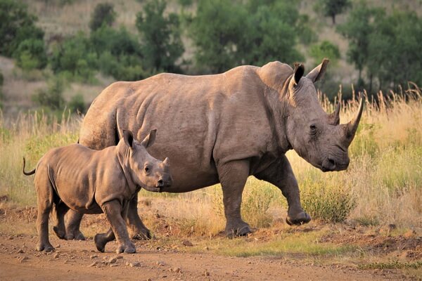 Животные-эндемики Африки с фото и описанием - Белый носорог