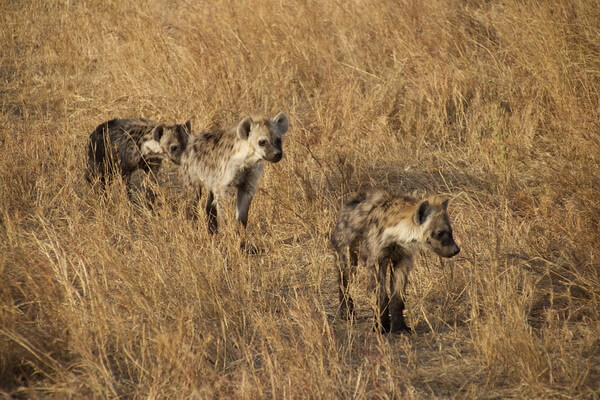 Животные-эндемики Африки с фото и описанием - Пятнистые гиены