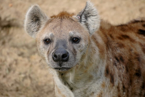 Животные-эндемики Африки с фото и описанием - Пятнистая гиена