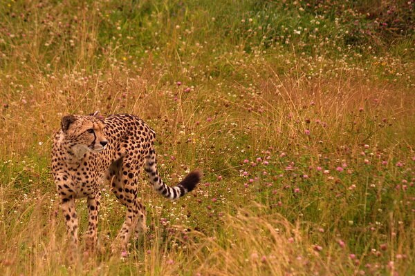Животные-эндемики Африки с фото и описанием - Гепард