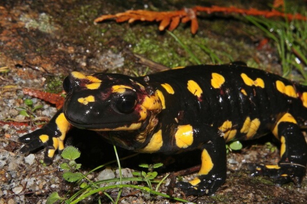 Животные Германии с фото и описанием - Огненная или пятнистая саламандра