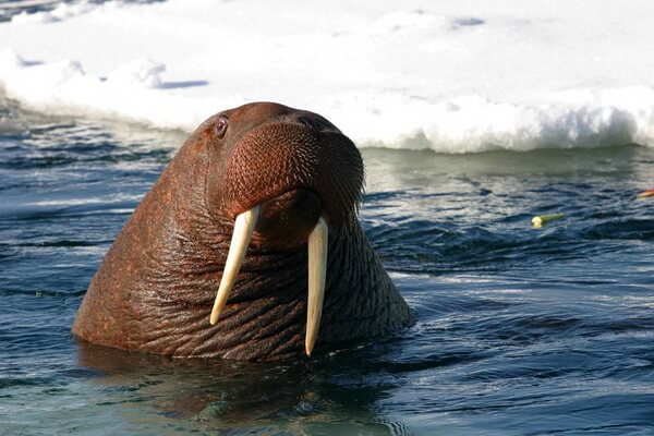 Животные Гренландии с фото и описанием - Моржи