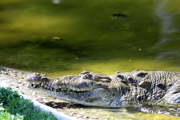 Животные Гаити с фото и описанием - Острорылый крокодил