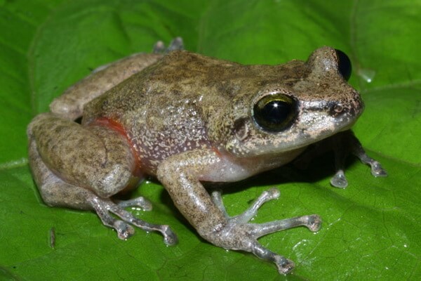 Животные Гаити с фото и описанием - Листовые лягушки