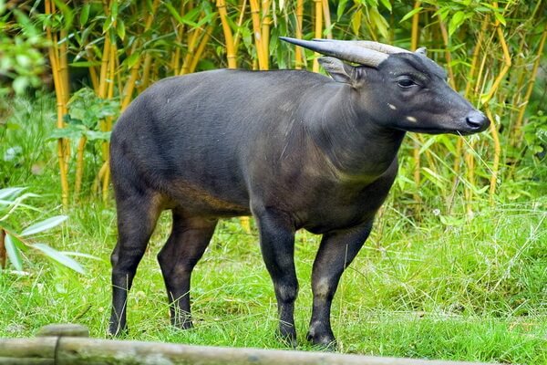 Животные Индонезии с фото, названиями, описанием - Аноа или карликовый буйвол