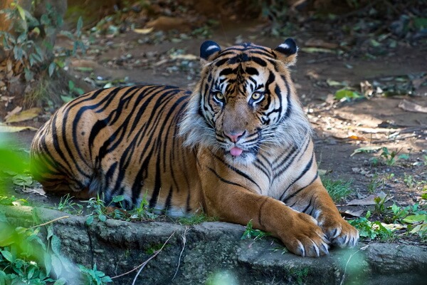 Животные Индонезии с фото, названиями, описанием - Суматранский тигр