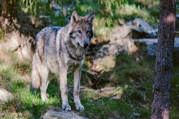 Животные Италии с фото и описанием - Серый волк