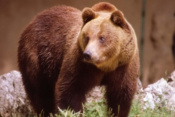 Животные Италии с фото и описанием - Апеннинский бурый медведь