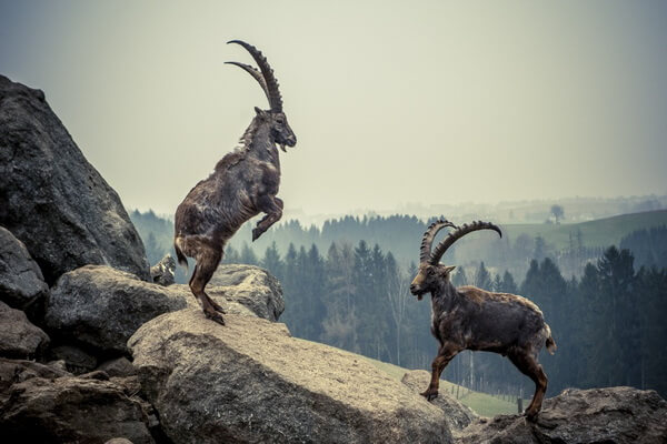 Животные Италии с фото и описанием - Альпийский козёл или козерог (ибекс)