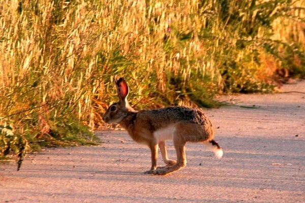 Животные Италии с фото и описанием - Корсиканский заяц