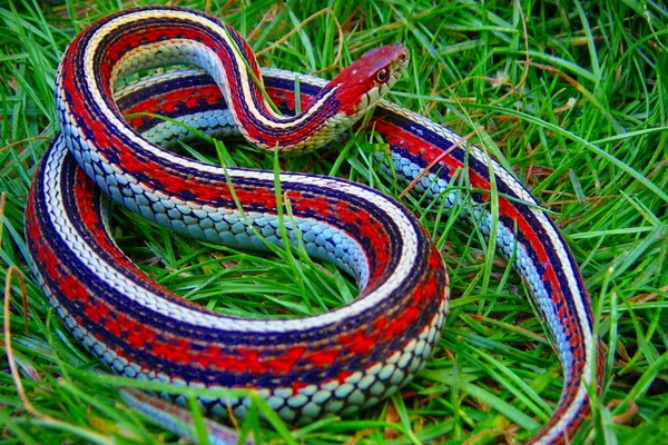 Животные Калифорнии с фото и описанием - Подвязочная змея калифорнийская