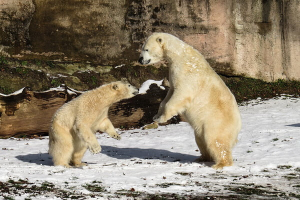 Животные Канады с фото и описанием - Белый медведь
