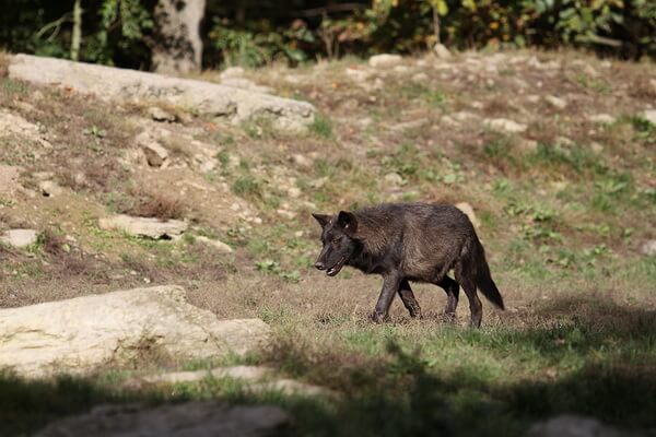 Животные Канады с фото и описанием - Канадский чёрный волк