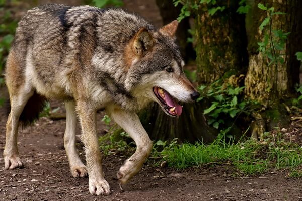Животные Карелии с фото и описанием - Волк