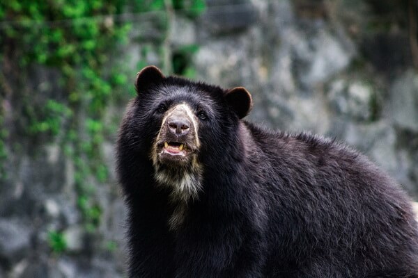 Животные Колумбии с фото и описанием - Очковый или андский медведь