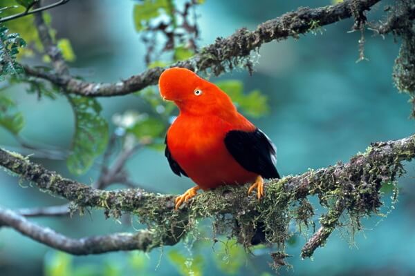 Птицы Колумбии с фото и описанием - Скальные или каменные петушки