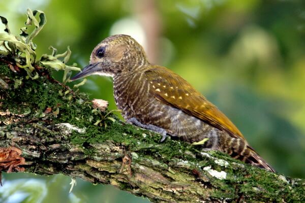 Птицы Колумбии с фото и описанием - Венилиорнис чоко