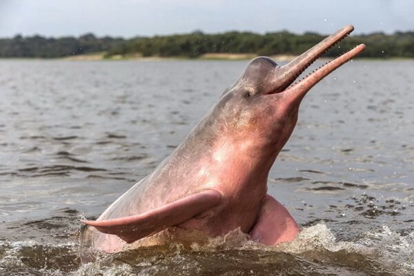 Животные Колумбии с фото и описанием - Амазонский речной дельфин (иния)