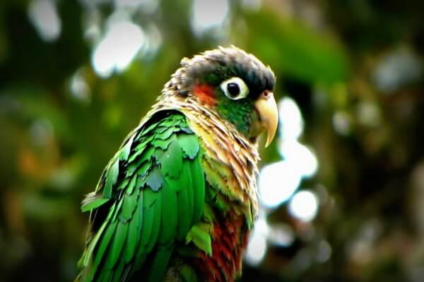 Птицы Колумбии с фото и описанием - Роскошный краснохвостый попугай
