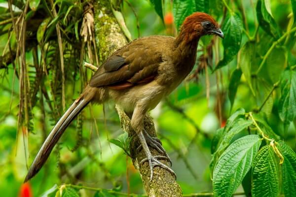 Птицы Колумбии с фото и описанием - Краснокрылая чачалака 