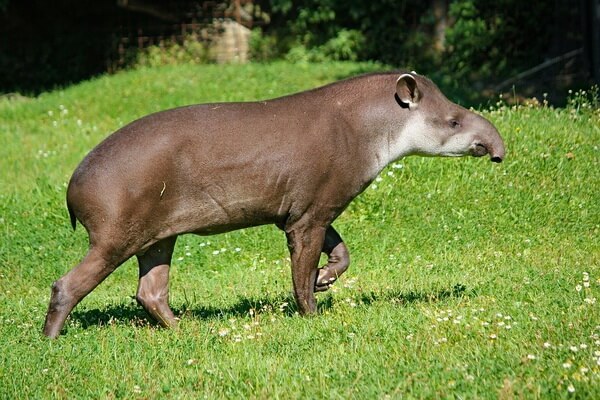 Животные Коста-Рика с фото и описанием - Тапир