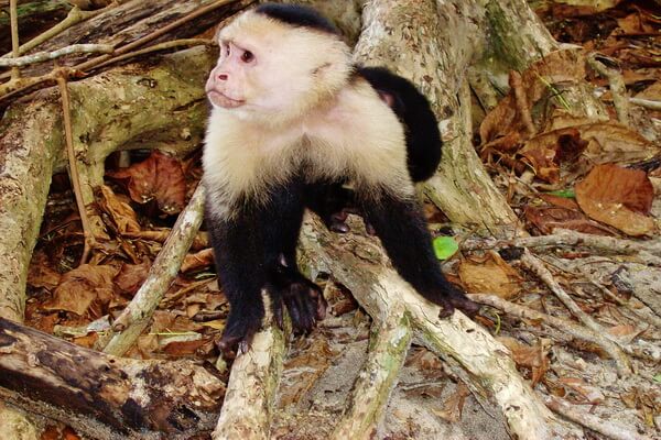 Животные Коста-Рика с фото и описанием - Обыкновенный капуцин